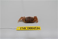 藏品(萬歲大眼蟹)的圖片